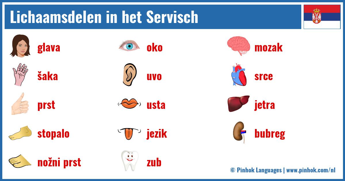 Lichaamsdelen in het Servisch