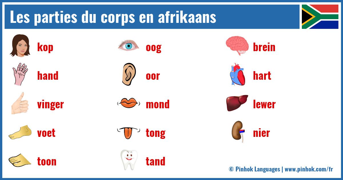 Les parties du corps en afrikaans